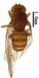 Drosophila (D