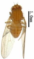 Drsophila (D