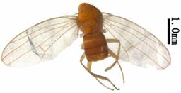 Drosophila (D